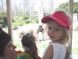 alli & a wild elephant